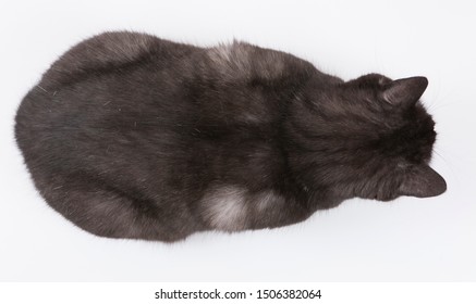 Black Cat Top View Isolated