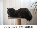 Black cat, Turkish Angora, lying on an altar, looking around, furry cat.