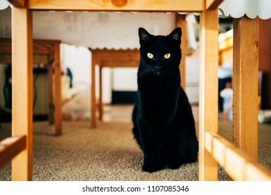 Black Cat Under A Table