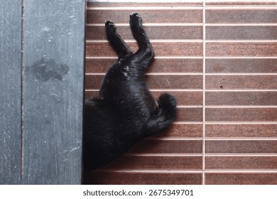 black cat under the table
