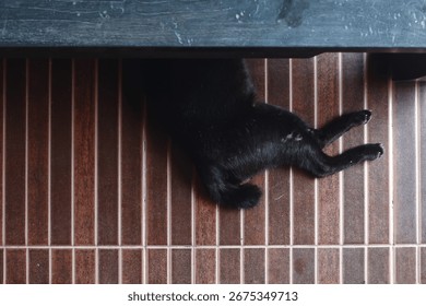 black cat under the table