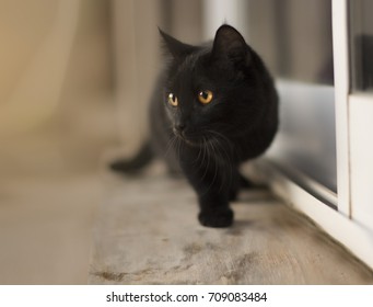 Black Cat Walking
