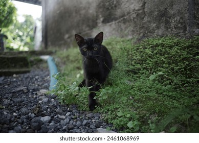 a black cat walking along a rocky path. The cat has short fur and a slender build. - Powered by Shutterstock