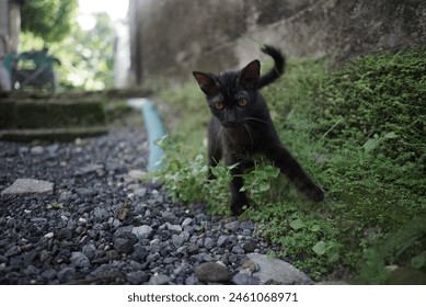 a black cat walking along a rocky path. The cat has short fur and a slender build. - Powered by Shutterstock