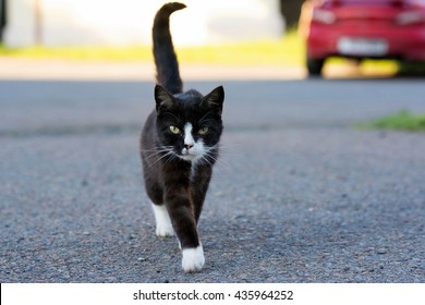 Black Cat Walking Down The Street