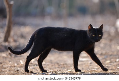 Black Cat Walking Down The Street