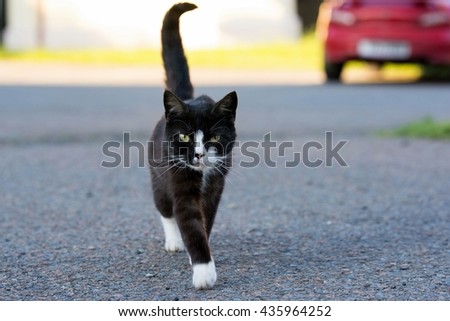 Black cat walking down the street