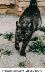 Black cat walking on cobblestone street in Tbilisi, Georgia.