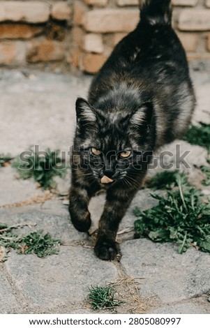 Black cat walking on cobblestone street in Tbilisi, Georgia.