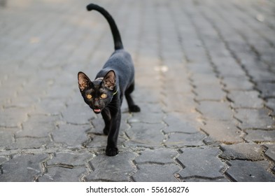 A Black Cat Walking On The Street
