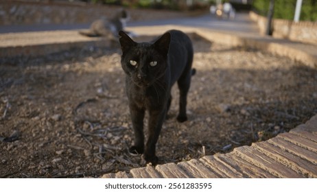 Black cat walking on urban street with another cat in the background on a sunny day - Powered by Shutterstock