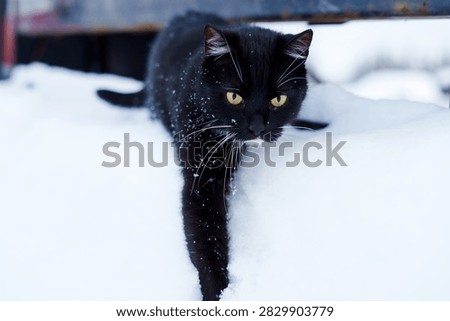 black cat walking through deep snow, yellow eyes and long white whiskers contrasting with dark fur. Snowflakes cling to its coat, highlighting determination and resilience in the cold