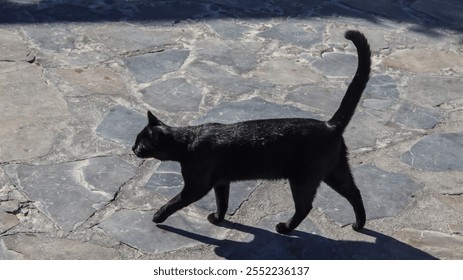 Black cat walking through the picturesque streets of Greece, surrounded by whitewashed buildings and vibrant blue accents, embodying the charm and mystery of Mediterranean life - Powered by Shutterstock