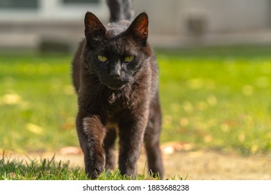 Black Cat Walking Towards Camera