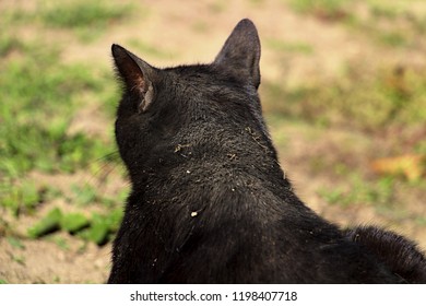 Front Rare Nebelung Cat Green Eyes Stock Photo Edit Now 477755665