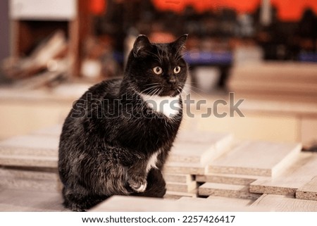 A black cat is watching furniture production. High quality photo