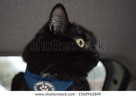 Black cat wearing a blue harness inside a car