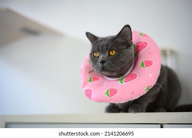 Black cat wearing a collar made of cloth. pink with fruit pattern To prevent licking, cat is resting, poor sick cat is bored wearing a collar on its neck, British Shorthair blue with orange eyes. - Shutterstock ID 2141206695