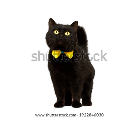 black cat wearing golden bow isolated