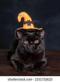 Black Cat Wearing Hat For Halloween Lying On Dark Background