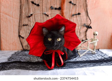 Black cat wearing a vampire halloween costume. Bats flying in an orange and black Halloween decoration on background - Shutterstock ID 2374754415