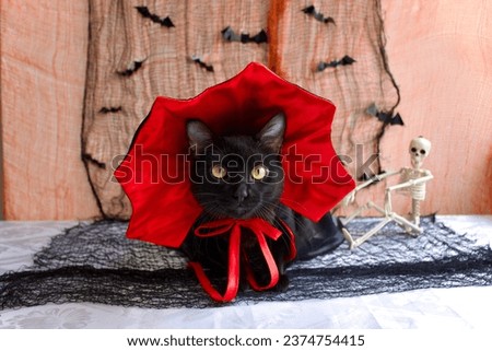 Black cat wearing a vampire halloween costume. Bats flying in an orange and black Halloween decoration on background