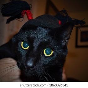 cat with black wig