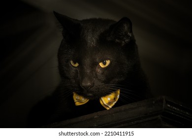 A Black Cat Wearing A Yellow Bowtie.