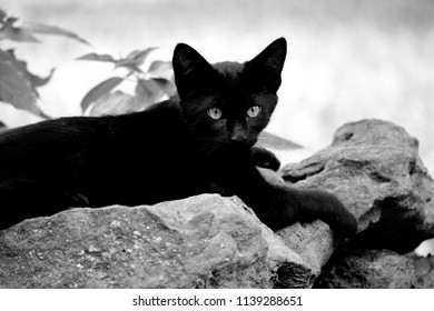 Black Cat Black & White