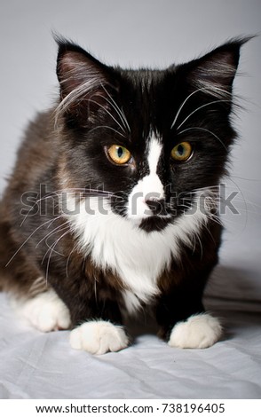 Black cat at white background