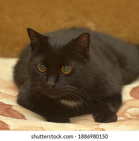 Black Cat White Spot On Chest Stock Photo (Edit Now) 1879044574