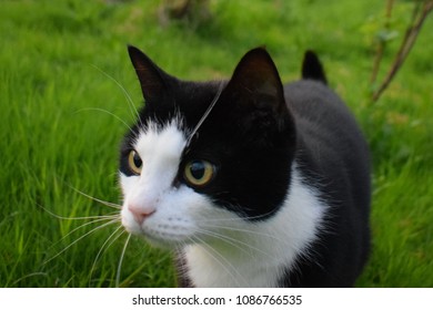 Black Cat White Spots On Evening Stock Photo 1086766535 | Shutterstock