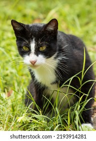 Black Cat With White Spots Walking