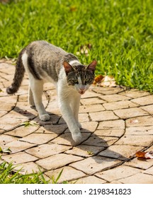 Black Cat With White Spots Walking