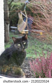 Black Cat Window Garden Natural