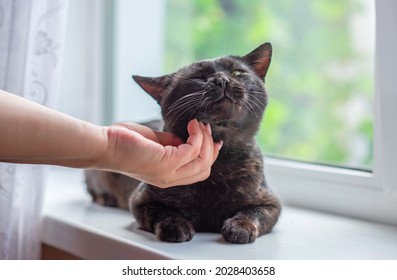 Black Cat At Window, Waiting His Owner, Adoption Concept