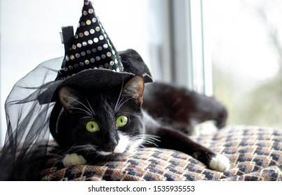 Black Cat With Witch Hat For Halloween. Isolated On White Background