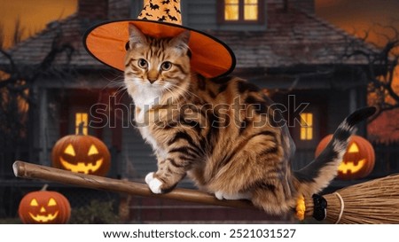 Black Cat in Witch Hat with Pumpkins – Spooky Halloween Night