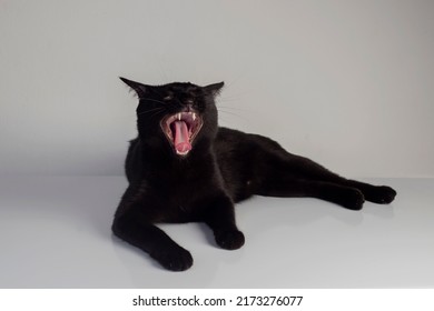 Black Cat Yawning On White Background. Selective Focus