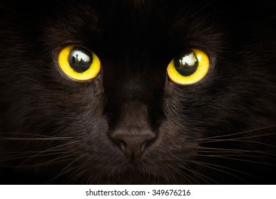 Black Cat With Yellow Eyes