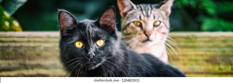 Black Cat With Yellow Eyes Banners . Two Cute Cats Outside In Garden Looking. Panoramic Crop. House Pets Animals.