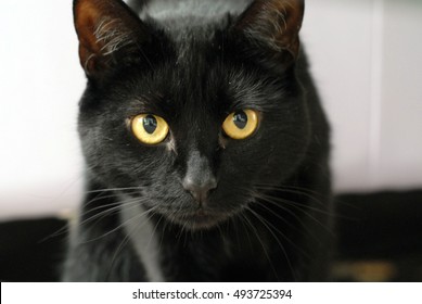 Chat Noir Yeux Jaunes 62 385 Images Photos Et Images Vectorielles De Stock Shutterstock