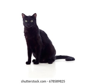 Black Cat Yellow Eyes Isolated On Stock Photo 678589825 | Shutterstock