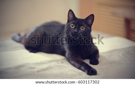 The black cat with yellow eyes lies on a sofa.