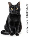 A black cat with yellow eyes is sitting on a white background. The cat