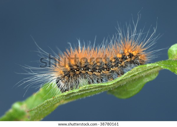 Black Caterpillar Long Hairs Orange White Stock Photo Edit Now