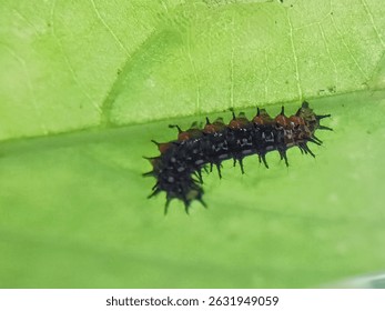 Una oruga negra en las ramas de un arbusto, mariposa larval etapa