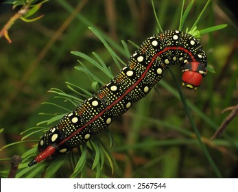 Black Caterpillar On Green Grass の写真素材 今すぐ編集