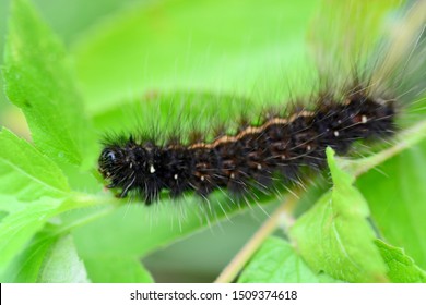 Black Caterpillar Images Stock Photos Vectors Shutterstock Black Caterpillar Images Stock Photos Vectors Shutterstock
