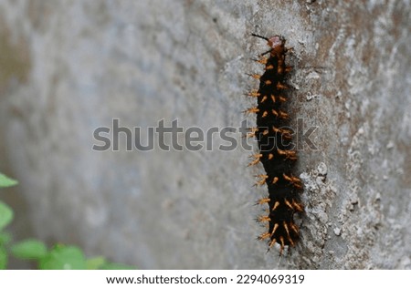 Black caterpillar with orange head and spikes crawling on a grey wall in a garden